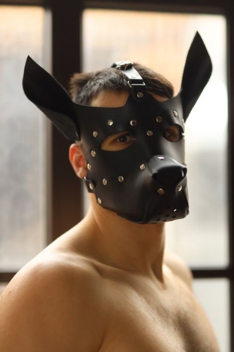 Эффектная маска собаки с металлическими заклепками - БДСМ Арсенал - купить с доставкой в Санкт-Петербурге