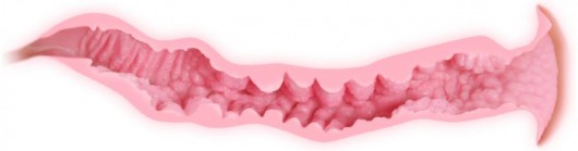 Мастурбатор Veronia с двумя упругими отверстиями для любви без вибрации - KOKOS - в Санкт-Петербурге купить с доставкой